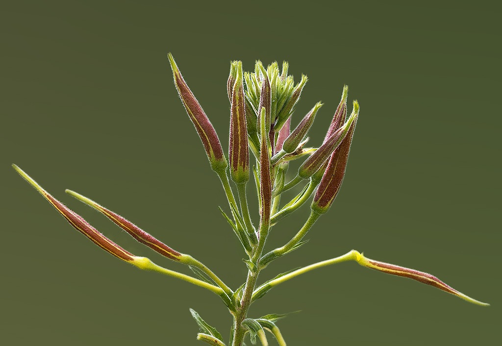 4711 Blume _SAM0315-1 Kopie-1 Kopie.jpg